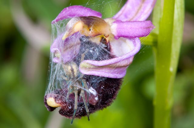 Cheiracanthium sp.